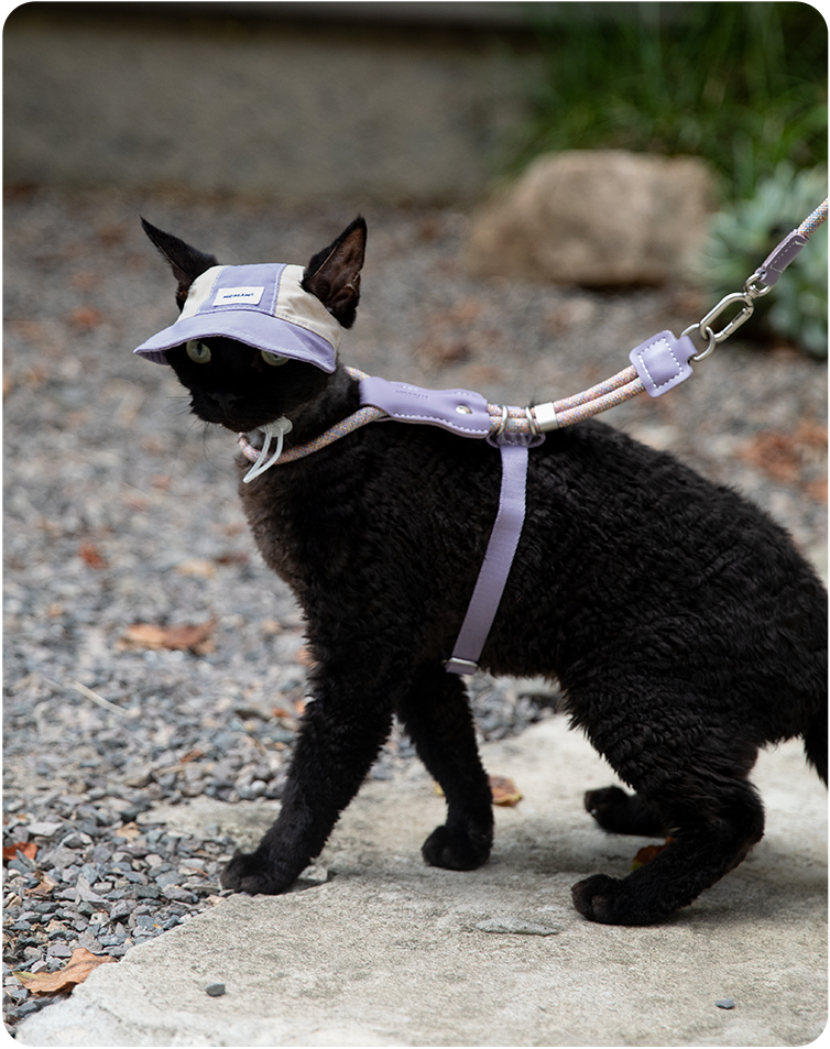 Black cat wearing a Hibiscus Purple cat sun hat outdoors