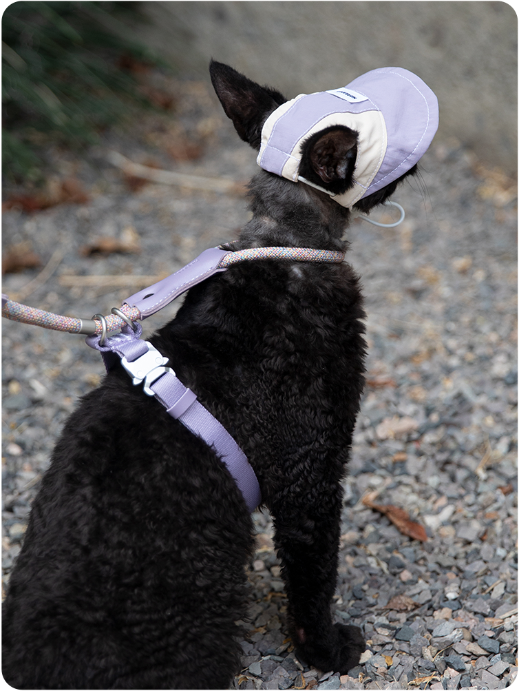 Black cat wearing a Hibiscus Purple cat sun hat from behind