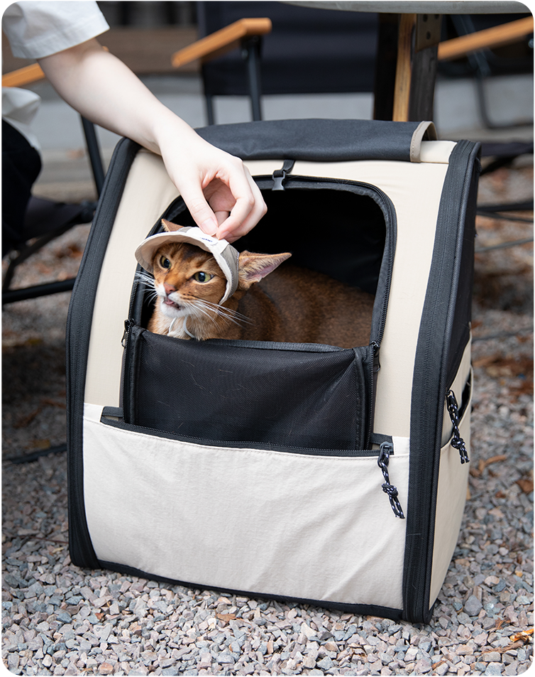 Brown cat wearing a Milk Brown cat sun hat inside a pet carrier