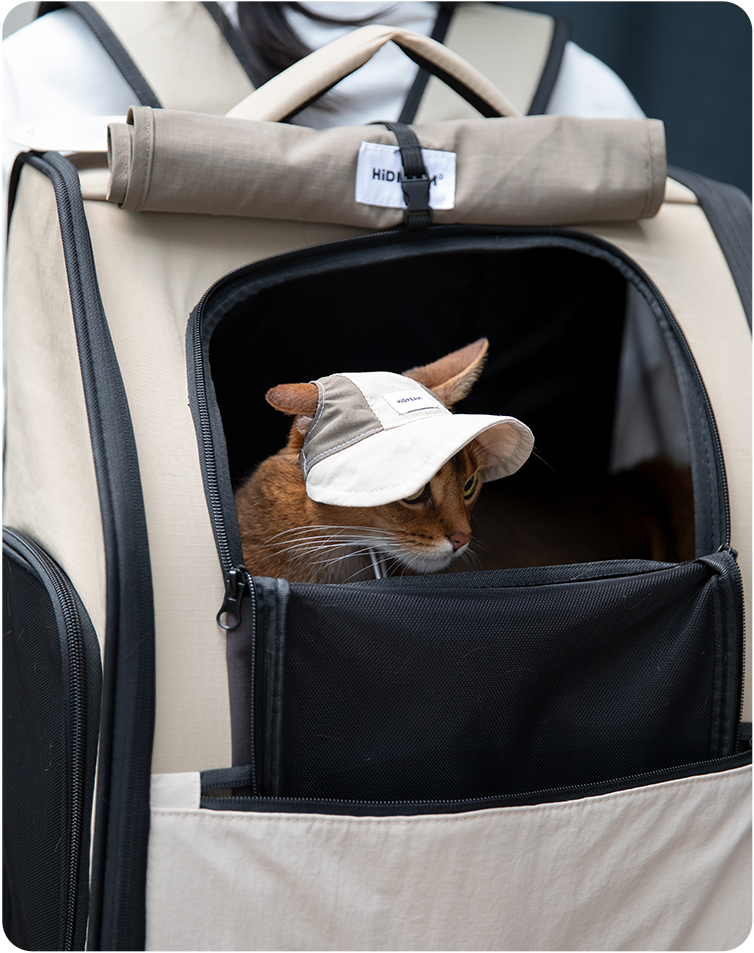 Brown cat wearing a Milk Brown cat sun hat inside a pet carrier
