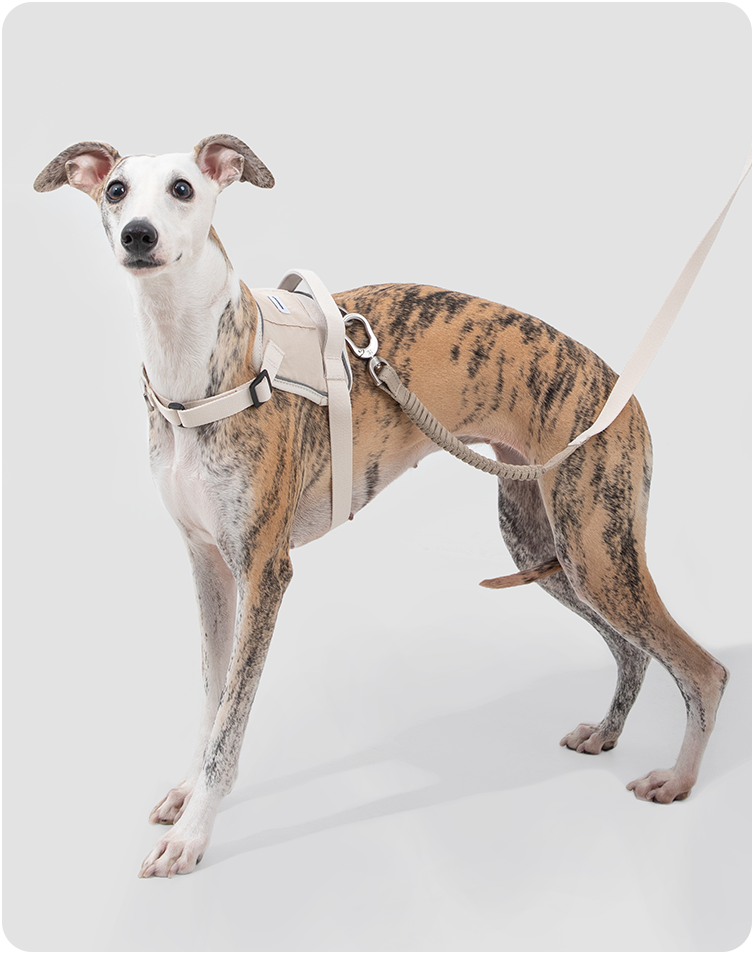 Dog wearing the Valley leash on a trail
