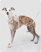 Dog wearing the Valley leash on a trail