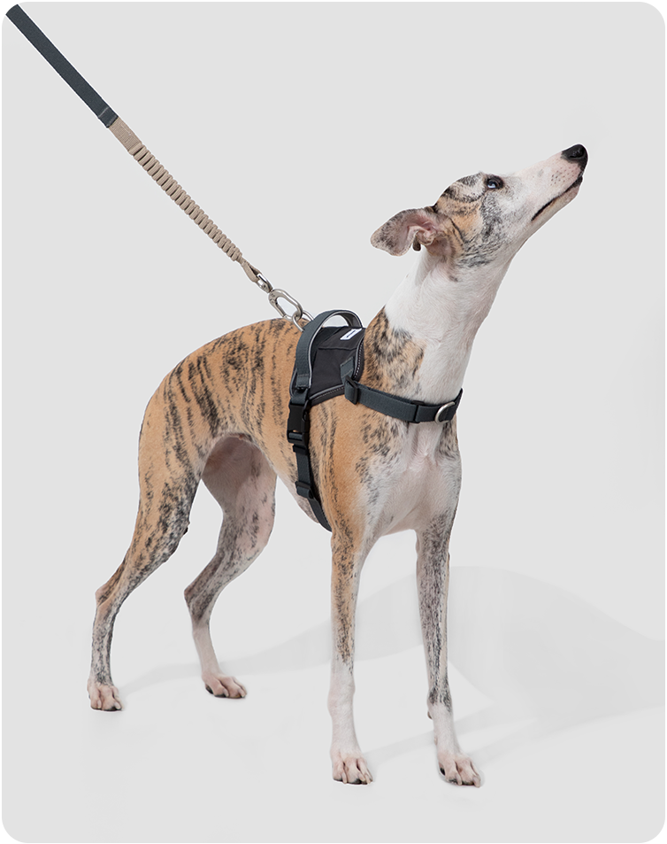 Close outdoor view of the Valley leash in use