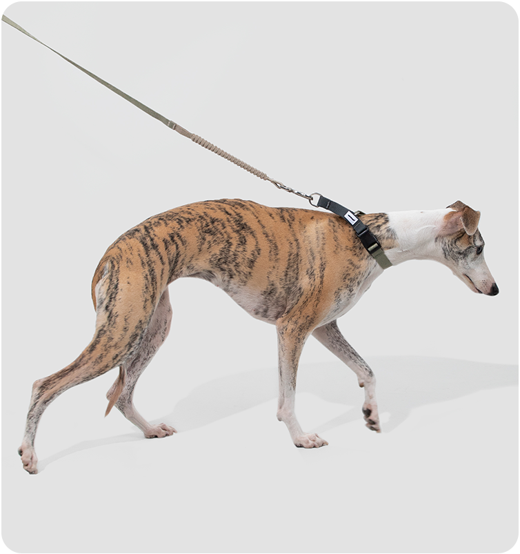 Valley leash detail during an outdoor walk