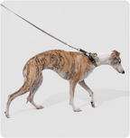 Valley leash detail during an outdoor walk
