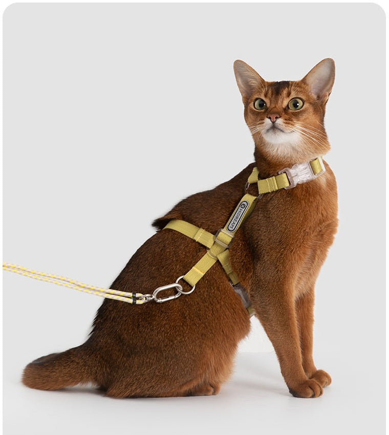 Pomelo Yellow Bobo cat harness and leash set on a cat in studio