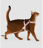 Lychee Pink Bobo cat harness and leash set while walking