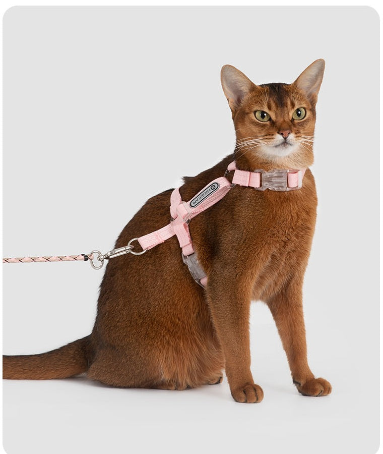 Lychee Pink Bobo cat harness and leash set on a cat in studio