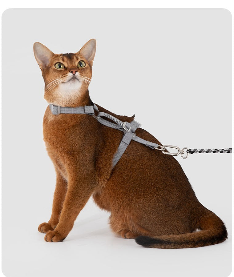 Dove Gray Bobo cat harness and leash set on a cat in studio