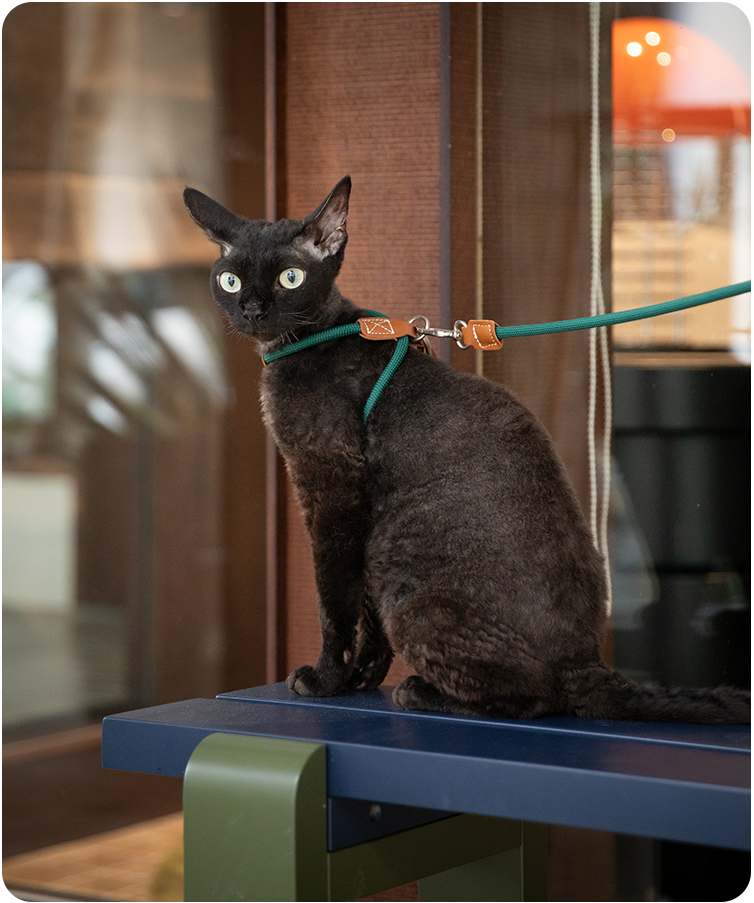 Black cat wearing the Cross-Motion cat harness and leash