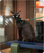Black cat wearing the Cross-Motion cat harness and leash