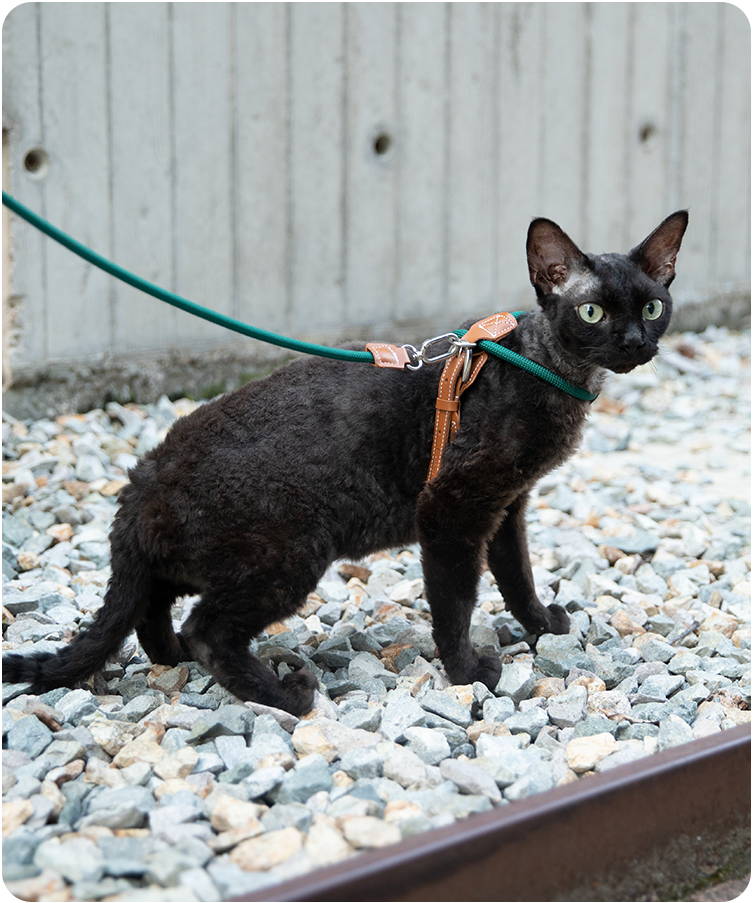 Brown cat wearing the Cross-Motion cat harness and leash
