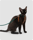 Brown cat exploring in the Cross-Motion cat harness and leash