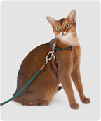 Close view of a white cat wearing the Cross-Motion cat harness