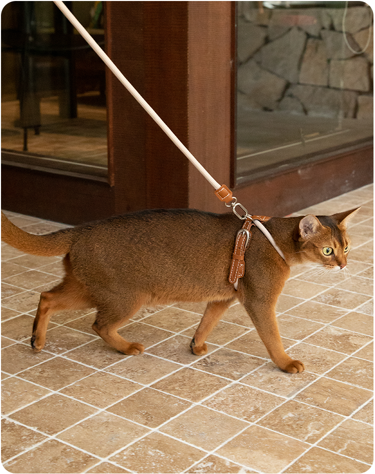 White cat outdoors in the Cross-Motion cat harness