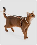 Black cat walking on the Cross-Motion leash