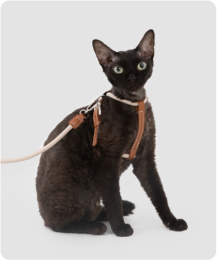 Brown cat stretching in the Cross-Motion cat harness