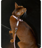 Cat harness fit in a natural outdoor setting