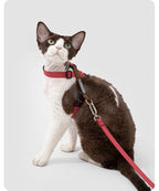 Figure-8 cat harness on a calm outdoor walk