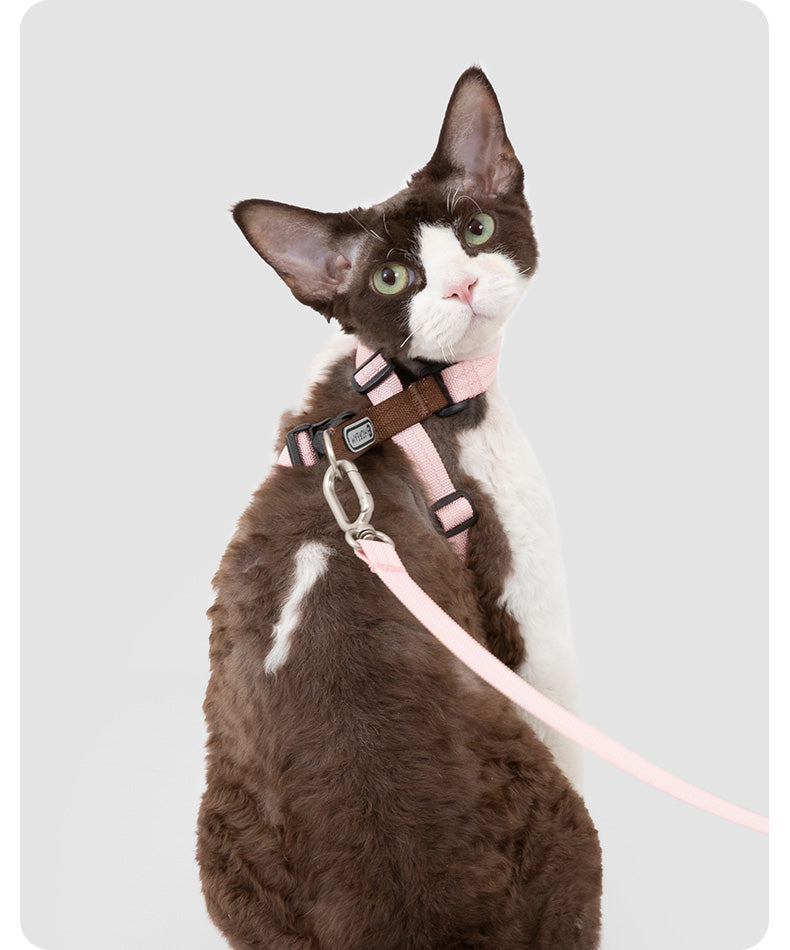 Cat and leash detail during outdoor exploration