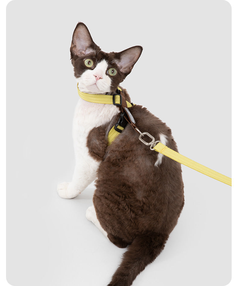 Cat harness and leash in an everyday outdoor setting