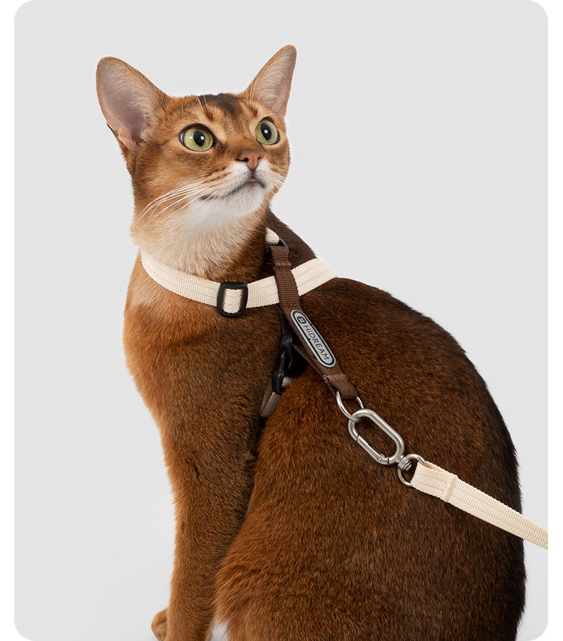 Cat walking with HD024019 harness and leash