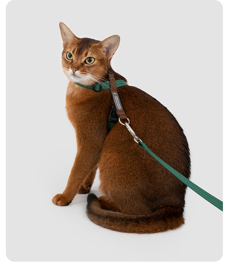Cat harness set used for a quiet outdoor outing