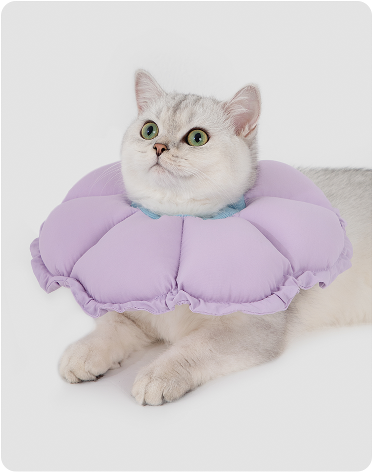 Cat wearing the upgraded flower recovery collar in a lifestyle setting