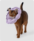 Cat wearing the upgraded flower recovery collar in a lifestyle setting