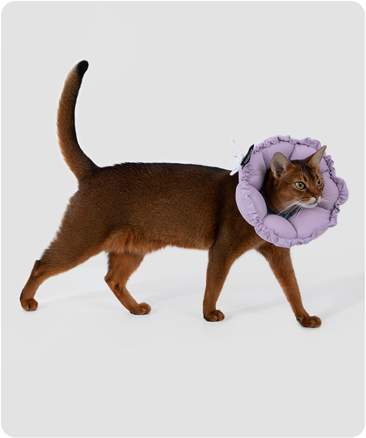 Cat wearing the upgraded flower recovery collar in a lifestyle setting