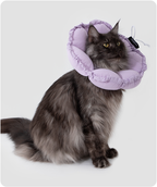 Cat wearing the upgraded flower recovery collar in a lifestyle setting