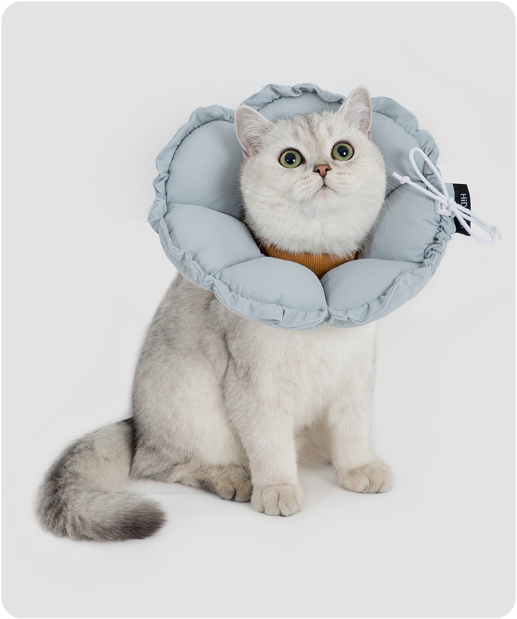 Cat wearing the upgraded flower recovery collar in a lifestyle setting