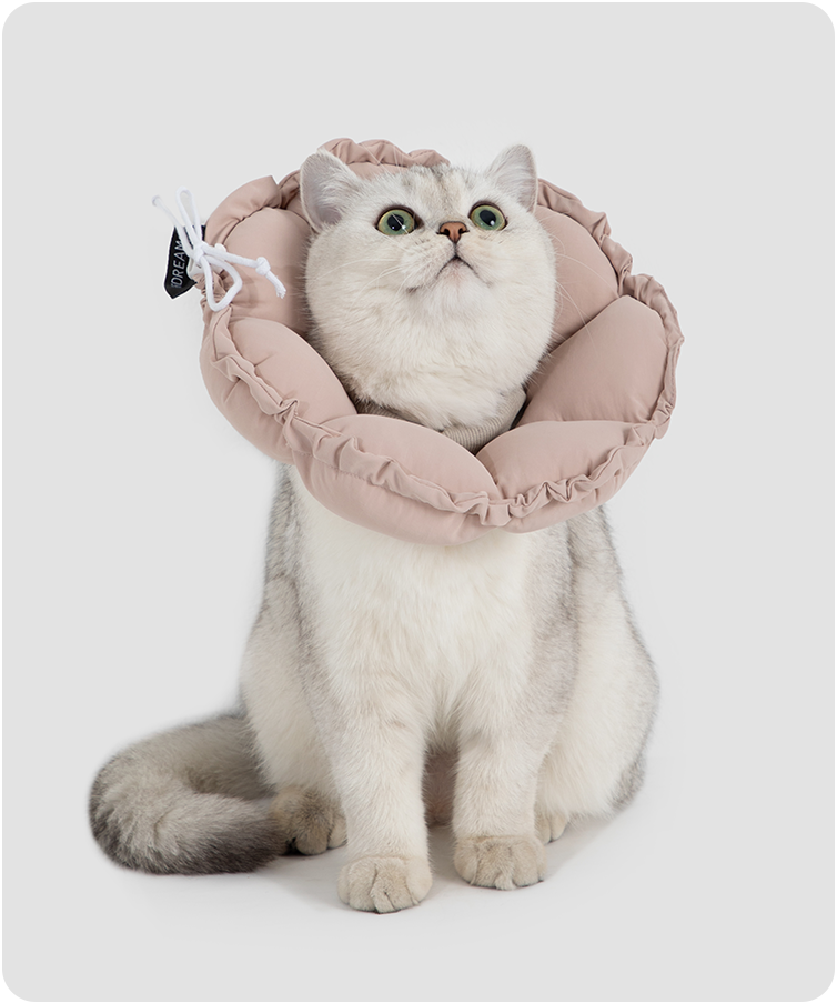 Cat wearing the upgraded flower recovery collar in a lifestyle setting