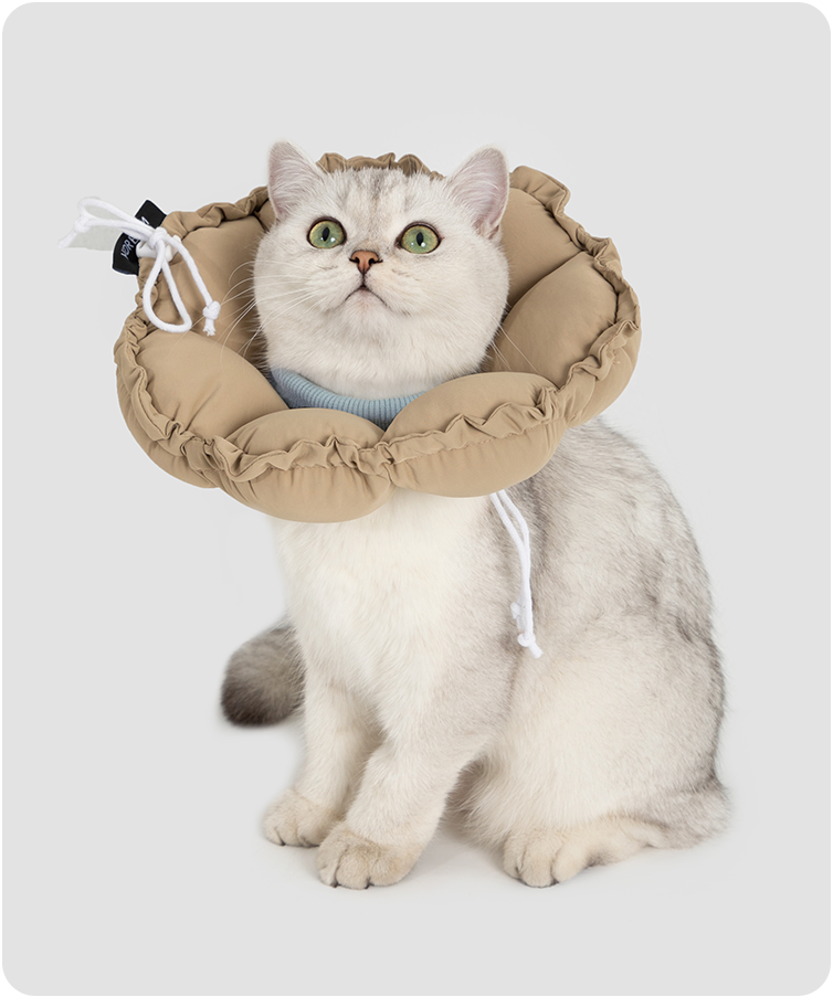Cat wearing the upgraded flower recovery collar in a lifestyle setting