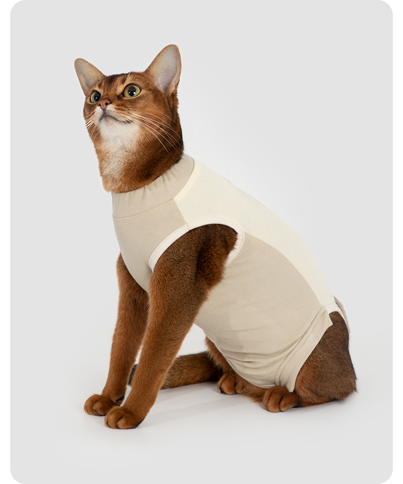 Brown cat wearing the recovery suit from another angle