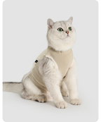 White cat wearing the recovery suit