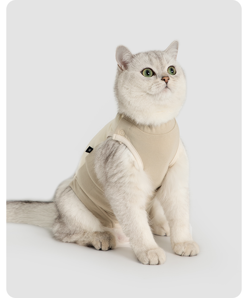 White cat wearing the recovery suit