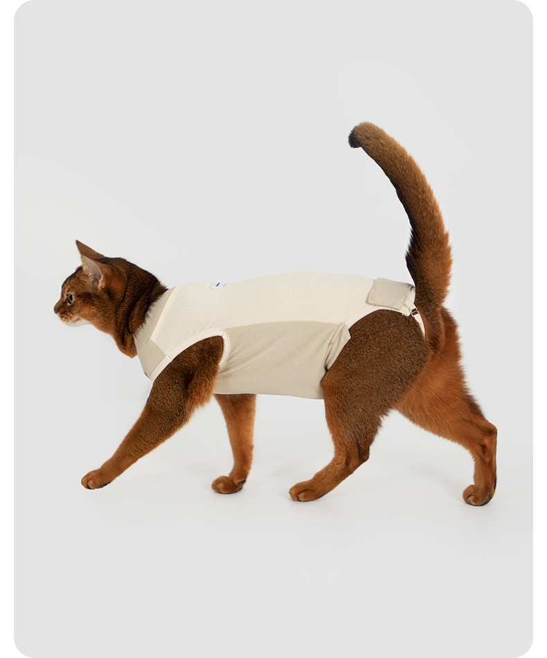Brown cat walking in the recovery suit