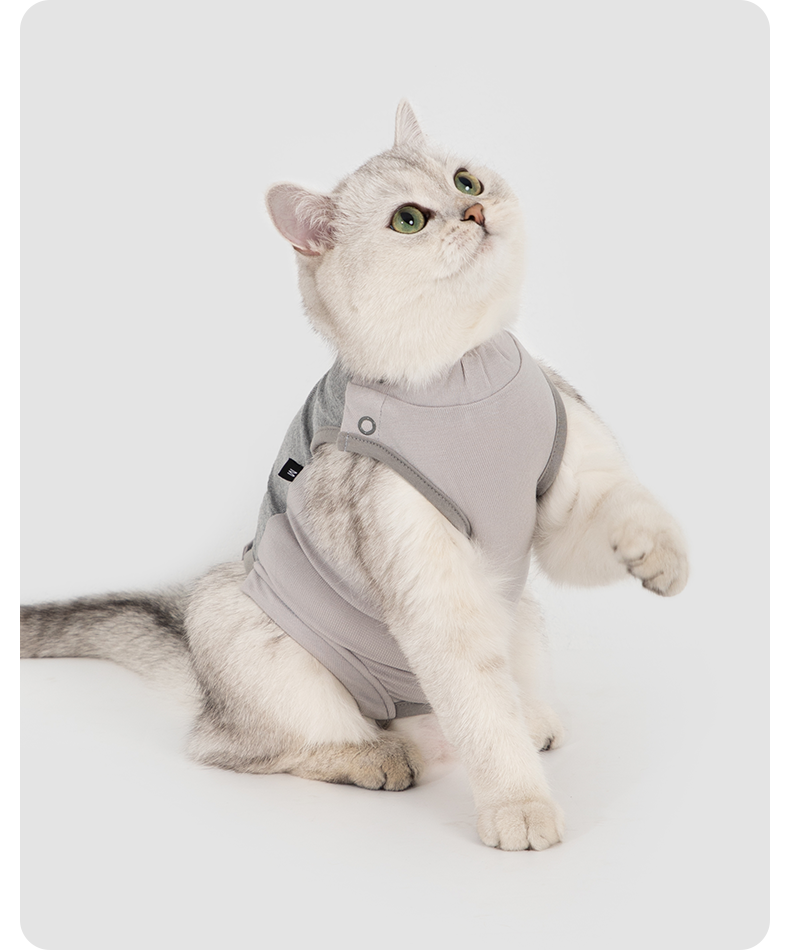 White cat wearing the gray recovery suit