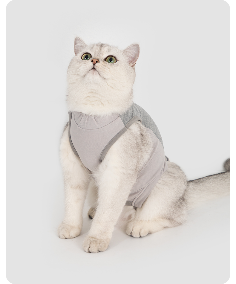 White cat sitting in the gray recovery suit