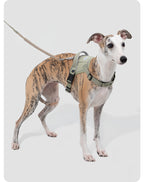 Dog wearing the Valley Quick-On Anti-Pull Dog Harness outdoors