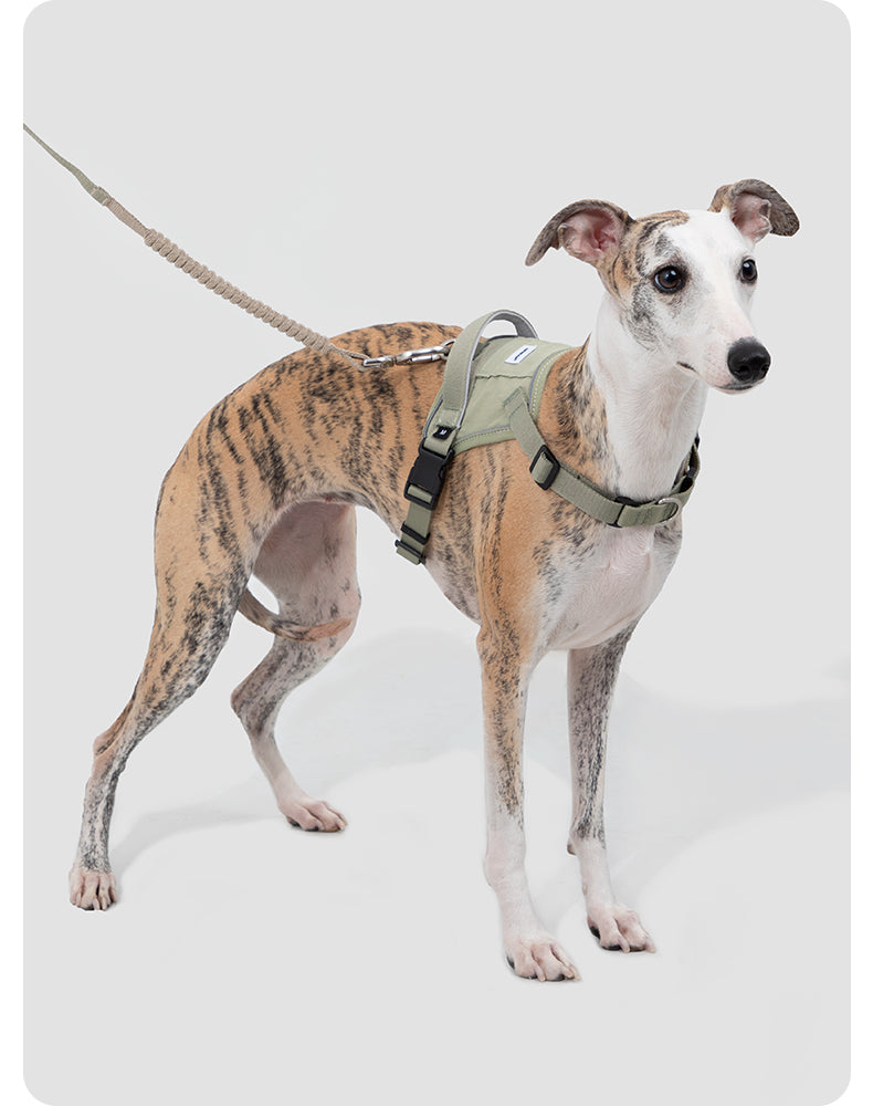 Dog wearing the Valley Quick-On Anti-Pull Dog Harness outdoors