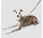 Dog walking with the Valley Quick-On Dog Harness