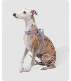 Dog wearing the Valley Quick-On Dog Harness outside