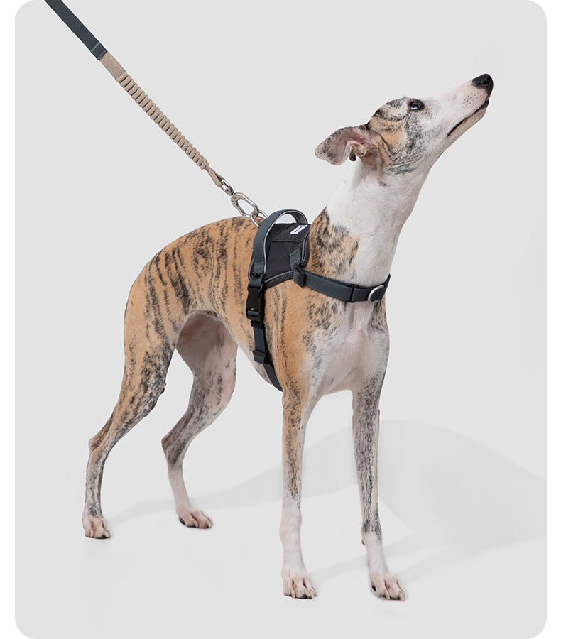 Dog wearing the Valley Quick-On Dog Harness on a daily walk