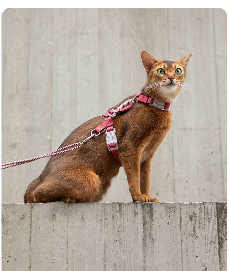Lychee Pink Bobo cat harness and leash set on a cat outdoors