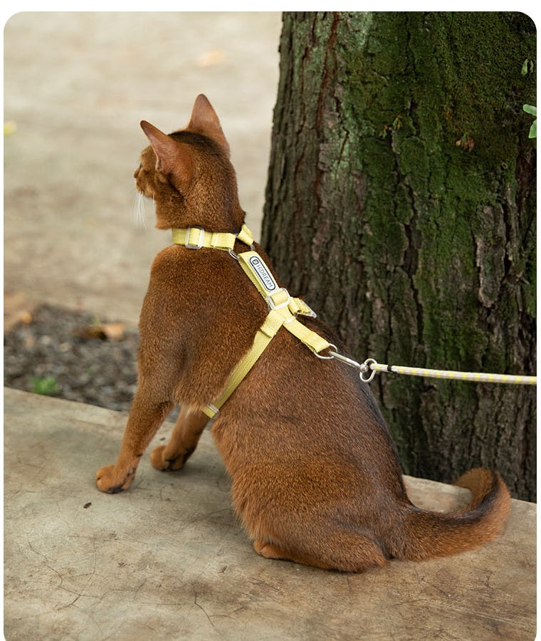Pomelo Yellow Bobo cat harness and leash set on a cat outdoors