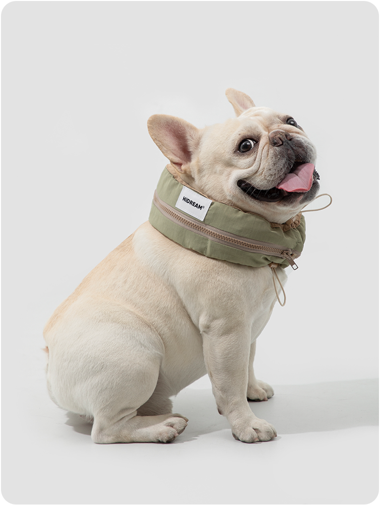 Dog wearing an olive green cooling collar in a field