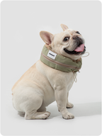 Dog wearing an olive green cooling collar in a field