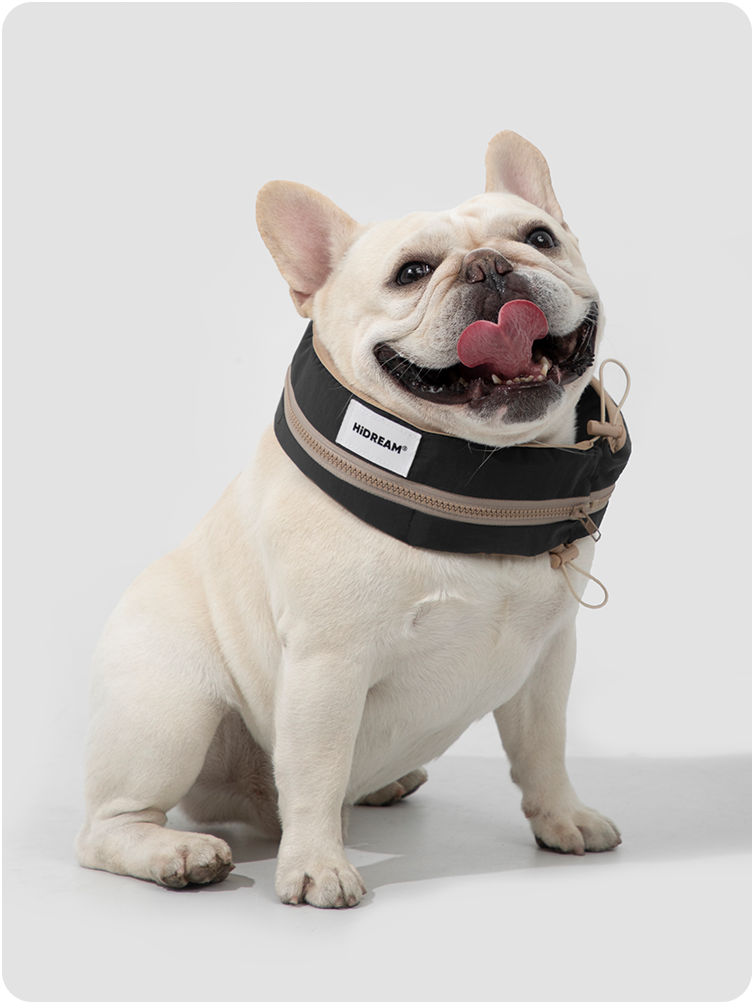 Dog wearing a cooling collar outdoors